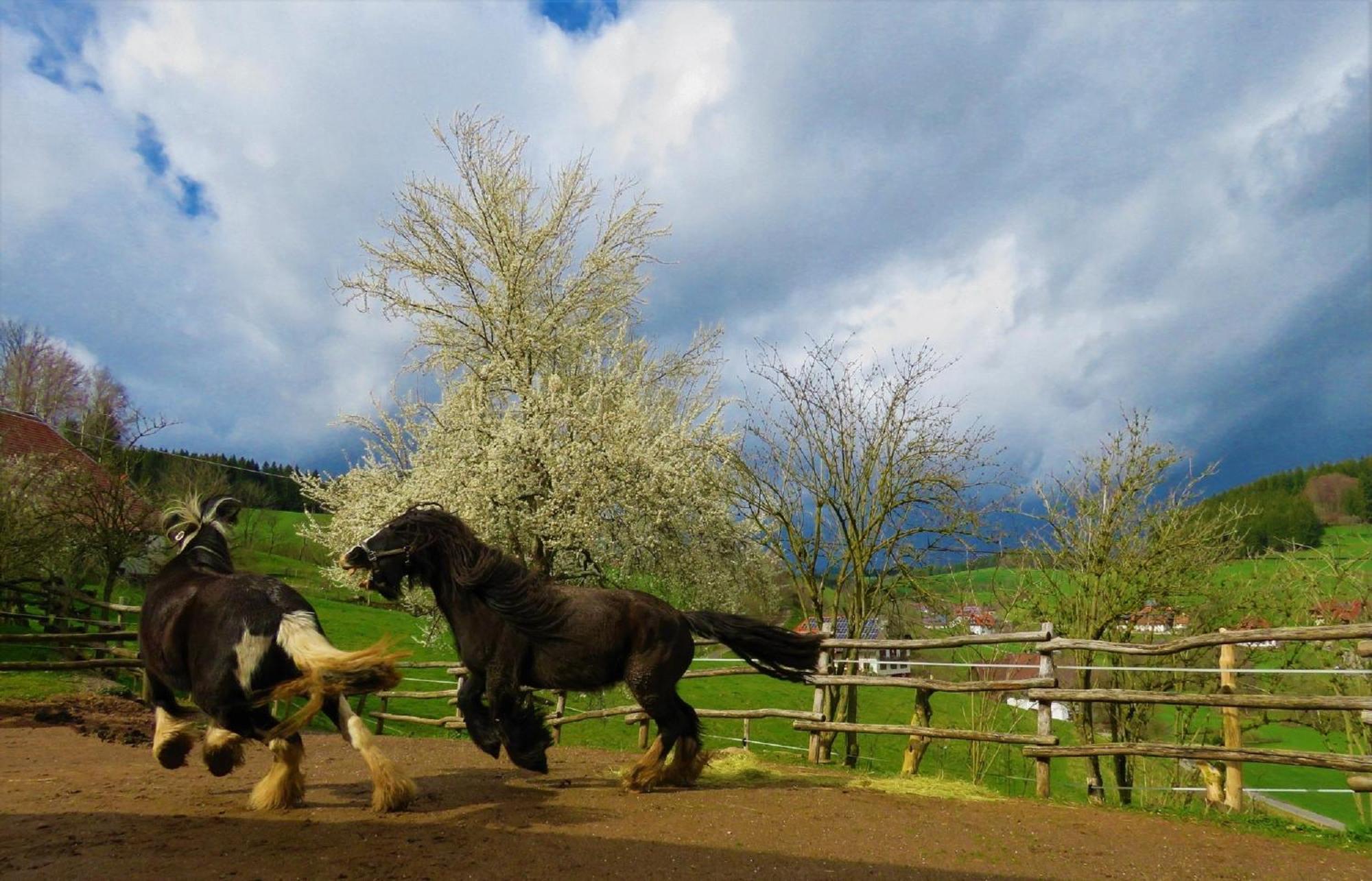 Hernis-Hoefle Elzach Luaran gambar