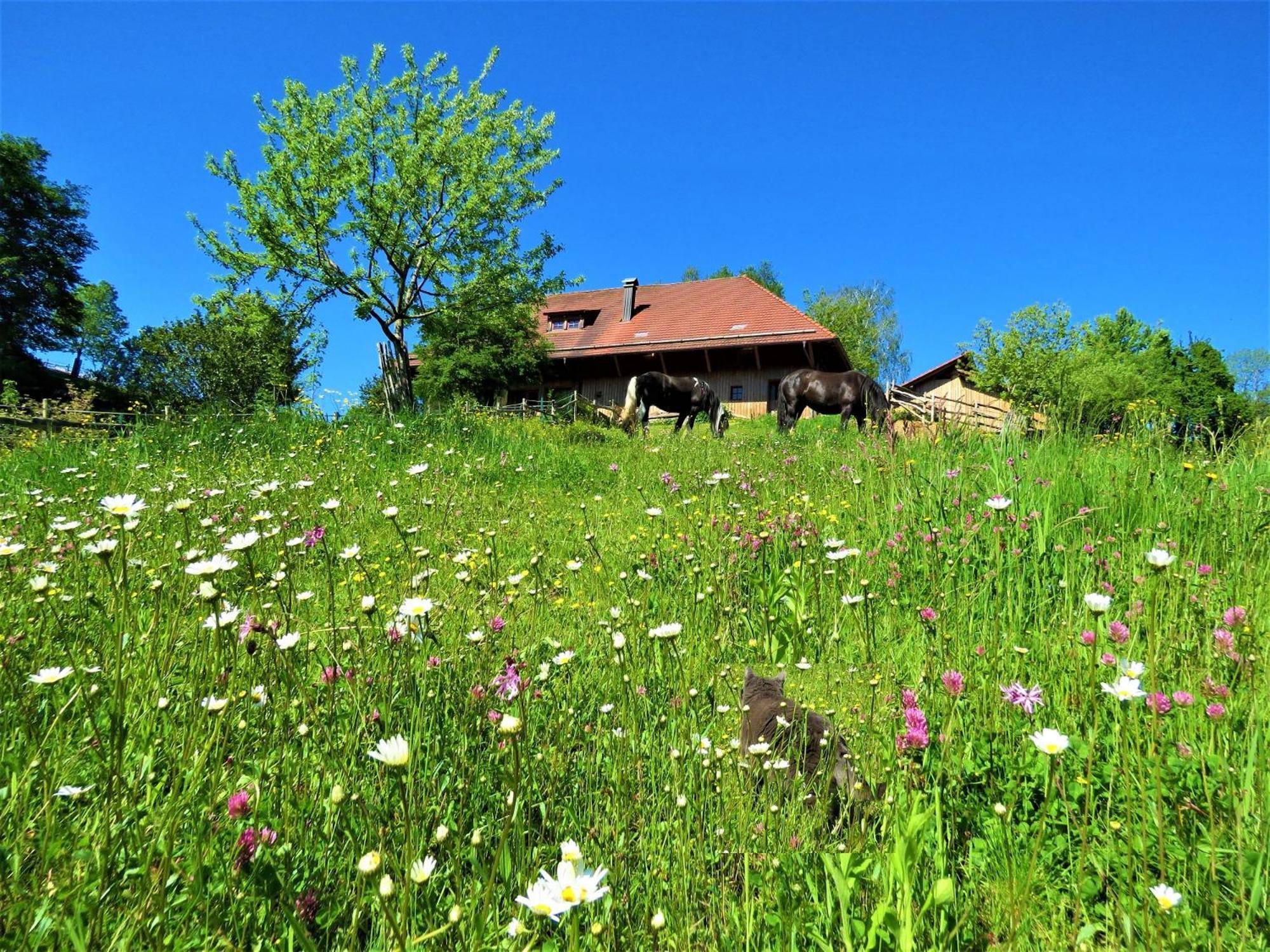Hernis-Hoefle Elzach Luaran gambar